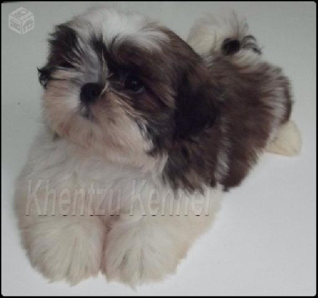 Shih tzu - tijuca