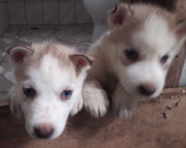Foto 1 - Vendo  filhotes de  husky  siberiano
