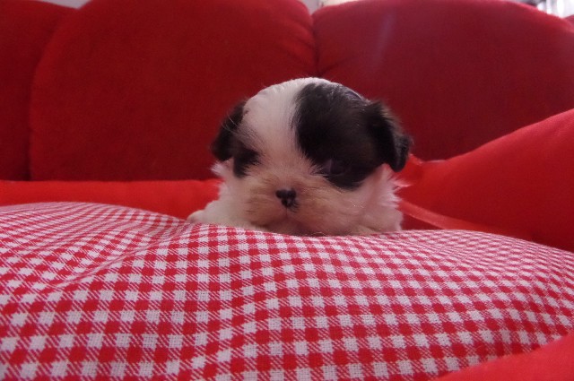 Shih-tzu cores lindíssimas minúsculos