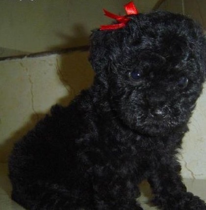 Poodle micrinho bibelozinho