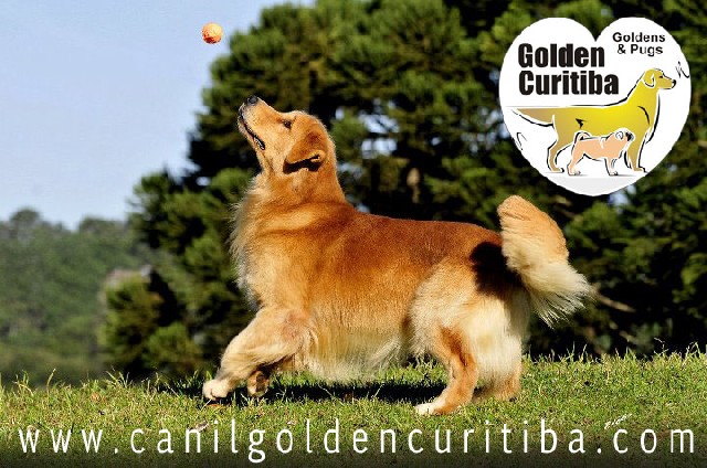 Golden retriever curitiba paraná venda comprar