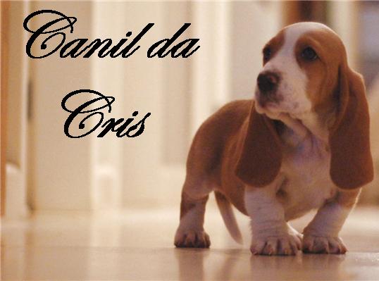 Foto 1 - Basset hound - entrego em todo brasil