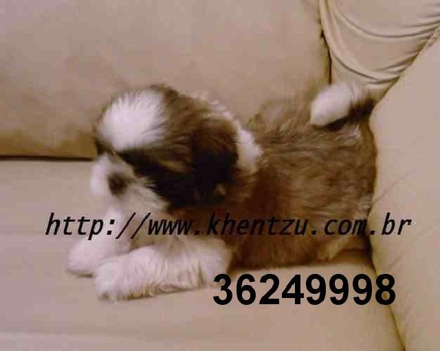 Shih tzu - rio de janeiro