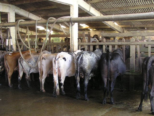 Foto 1 - Fazenda com gado  e eucalipto porteira fechado