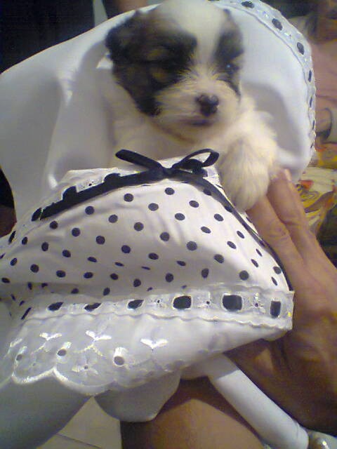 Lhasa Apso lindos filhotes machos e fêmeas