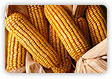 Foto 1 - Milho -  maize