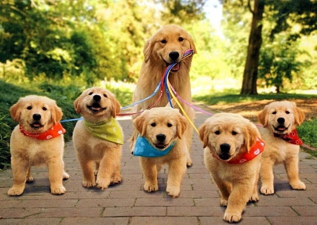 Foto 1 - Dog walker passeio para cães e Pet Sitter