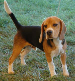 Foto 1 - Hospedagem  cachorros  pequenos nas frias